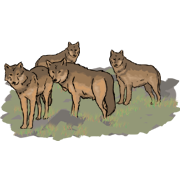 a pack of wolfs